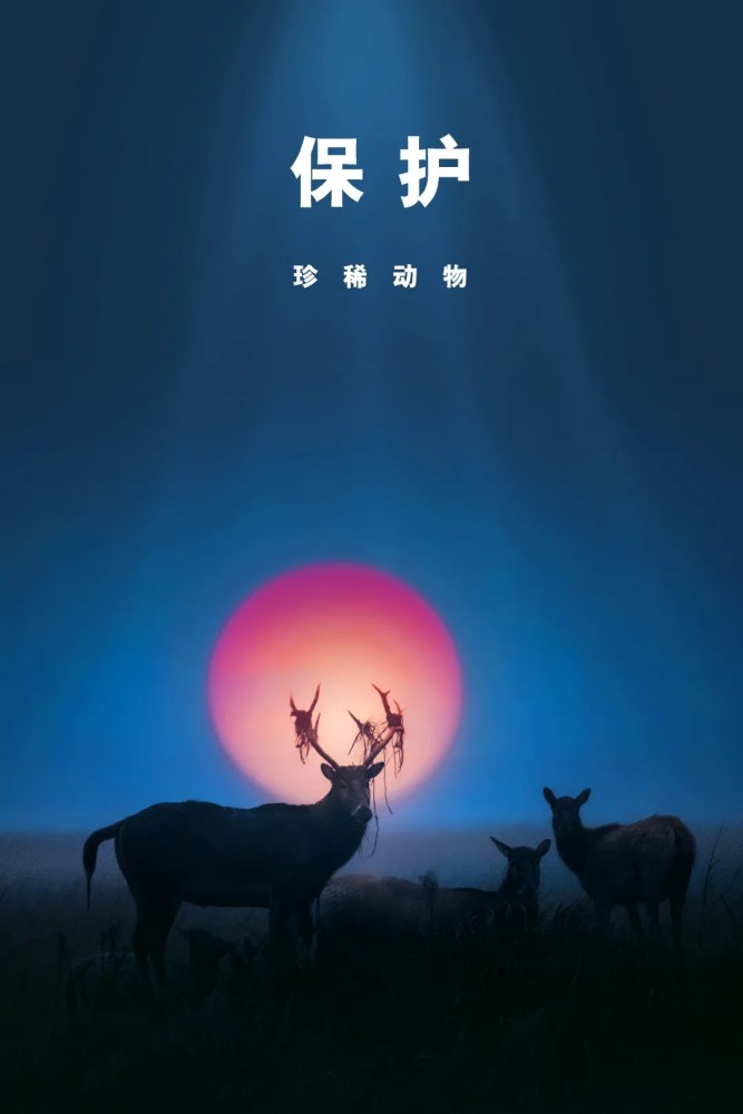 朱鹮在珍稀动物保护日上演"国一"吃"国二",同伴说相煎何太急!