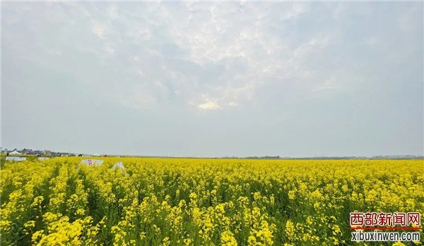 2021西咸新区空港新城首届油菜花节盛大开幕 万亩油菜