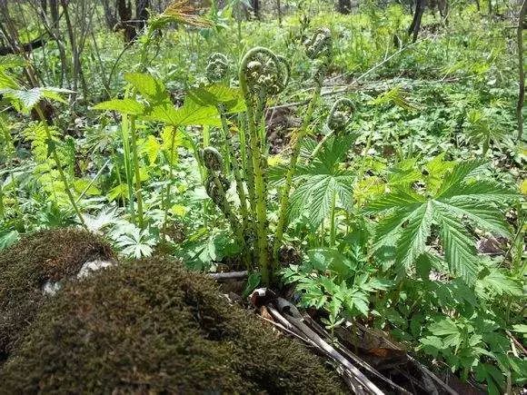 五常的4-5月,是吃山野菜最好的时候,比肉还香!