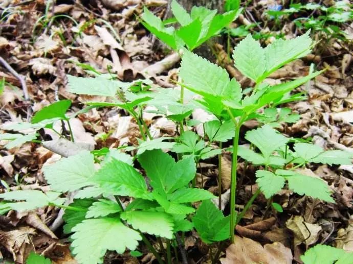 五常的4-5月,是吃山野菜最好的时候,比肉还香!