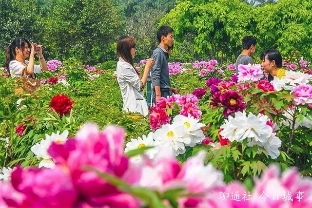 河南洛阳部分红绿灯变成牡丹形状,网友:这下抢了山东菏泽的风头