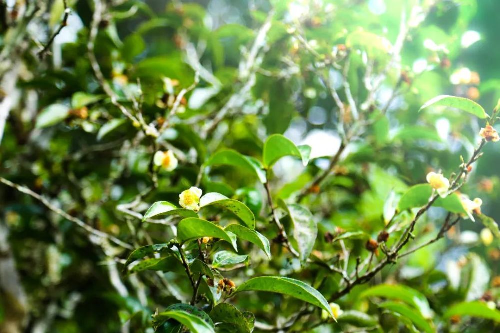 书剑说普洱|古树茶为何珍贵?