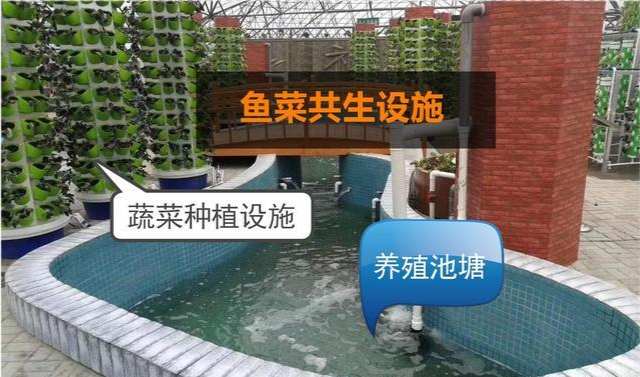 现实中鱼菜共生系统