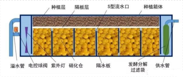 "鱼菜共生"系统,种什么菜最合适?
