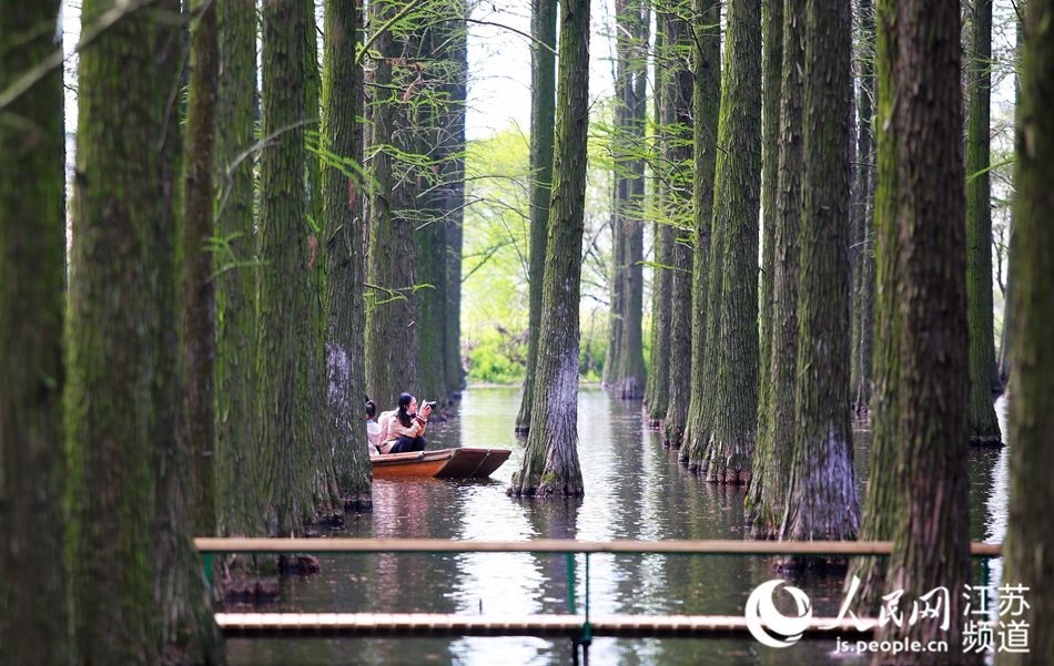 江苏扬州:穿梭"水上森林" 尽享美好春光