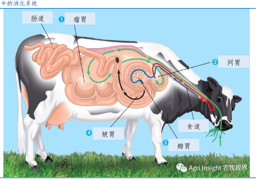 反刍动物饲料iruminantfeed