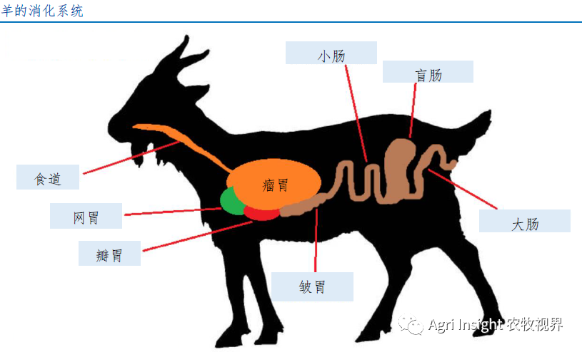 反刍动物饲料iruminantfeed