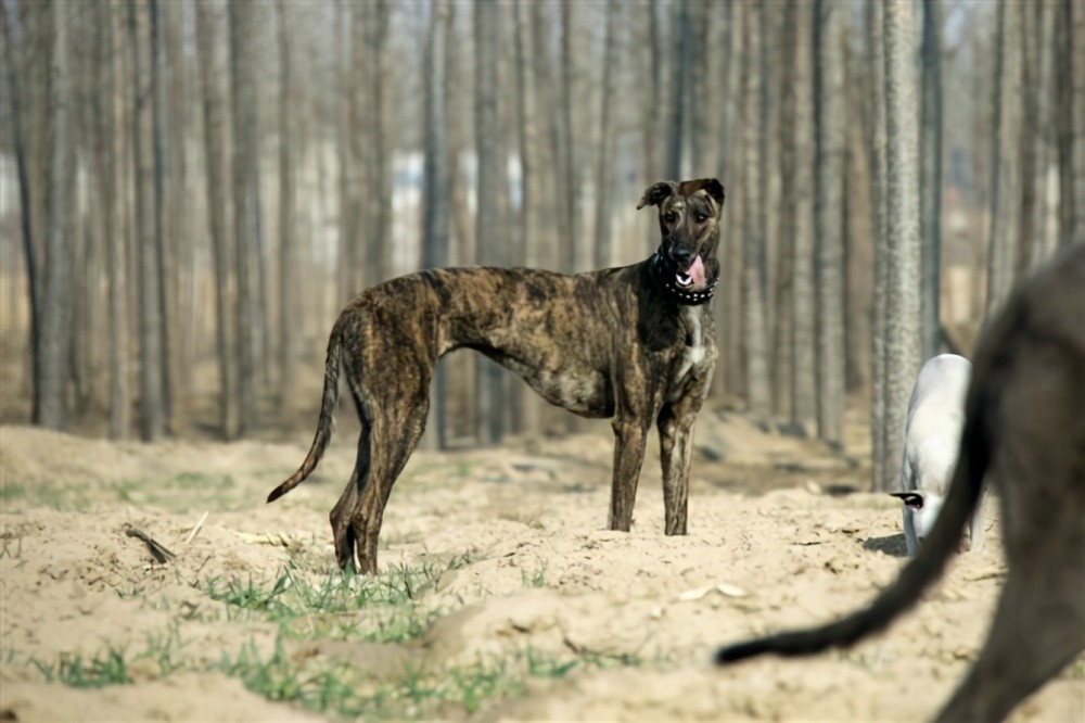 fci第10组灵缇视觉猎犬组代表犬种阿富汗猎犬