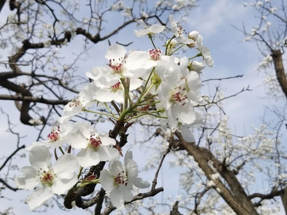 兰州皋兰什川万亩梨花盛开 近期即将迎来盛花期 预计 本周末4月10日