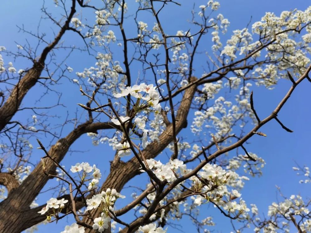 兰州皋兰什川万亩梨花盛开 近期即将迎来盛花期 预计 本周末4月10日