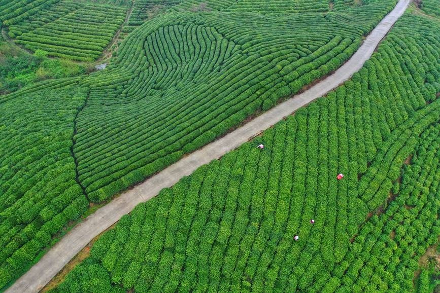 河南信阳诗画茶园涌春潮