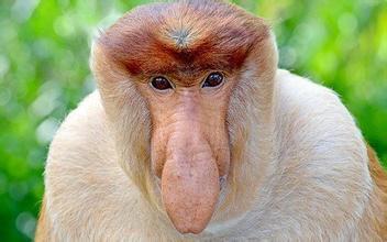 世界上鼻子最大的猴子——长鼻猴