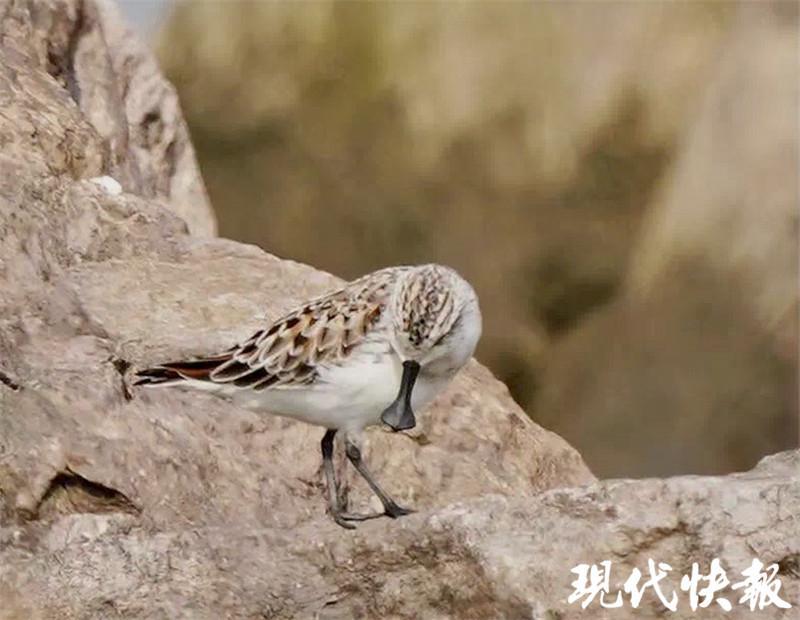 极度濒危物种,自带"饭勺"的萌鸟勺嘴鹬首次现身苏州