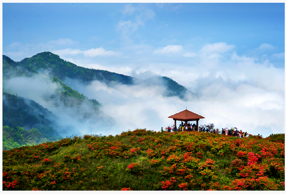 万物苏醒微风不燥大围山赏花观景好时节