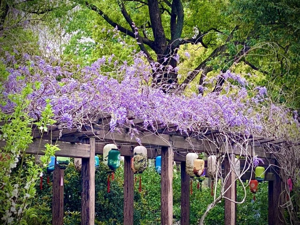 图片来源/上海辰山植物园 醉白池内的紫藤 于花架檐角间 盛放出紫色