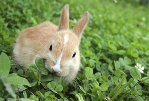常言道"兔子不吃窝边草",其实下一句更经典,读起来却有点尴尬