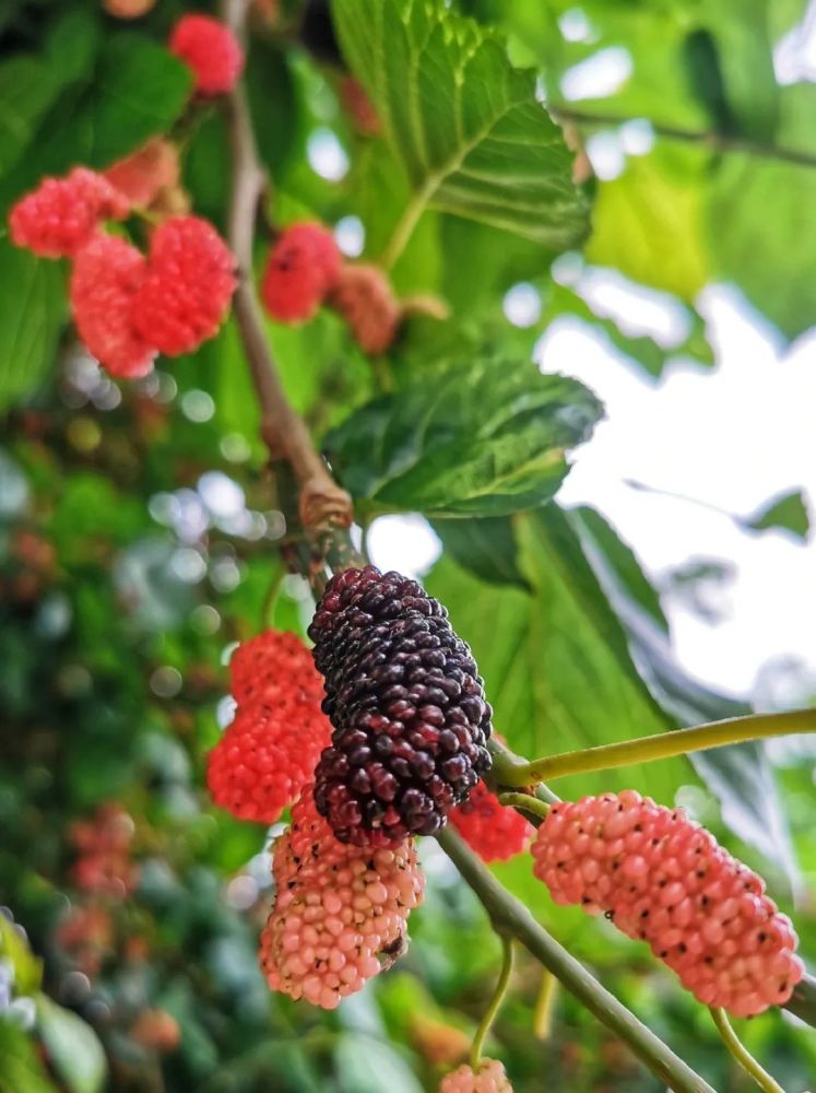 它结着密密的果实,枝繁叶茂 微风吹来,桑叶婆娑摇动 满树的紫红映在地