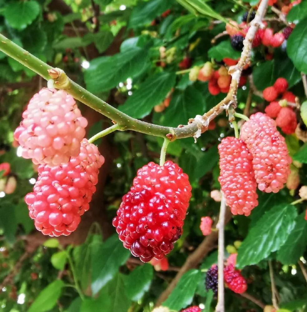 它结着密密的果实,枝繁叶茂 微风吹来,桑叶婆娑摇动 满树的紫红映在地