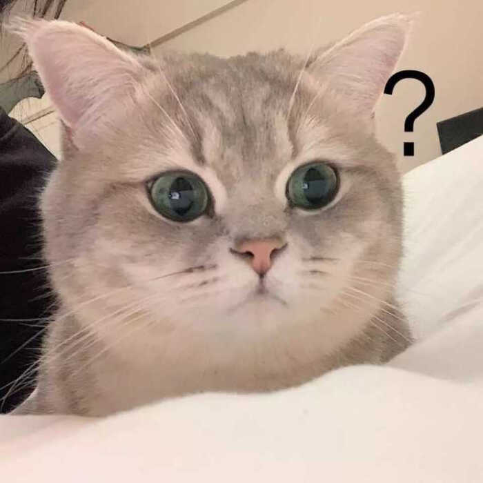 表情包|卡哇伊可爱猫咪聊天表情包