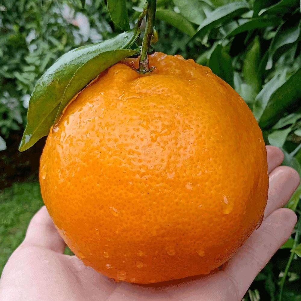 丑橘和耙耙柑是转基因橘子吗?它们是同一品种吗?网友
