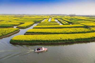 江苏兴化有上千座"油菜花岛"!20万亩油菜花进入全盛期