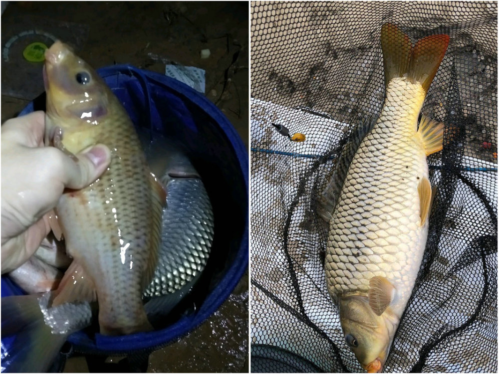 邕江里禾花鲤越来越多,有人一条钓几十条,可惜太难吃?