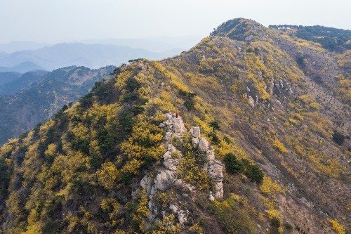 徒步济南梯子山～水帘峡～跑马岭,漫山遍野连翘花开,山坡披上金装