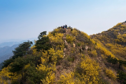 徒步济南梯子山～水帘峡～跑马岭,漫山遍野连翘花开,山坡披上金装