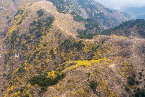 徒步济南梯子山～水帘峡～跑马岭,漫山遍野连翘花开,山坡披上金装