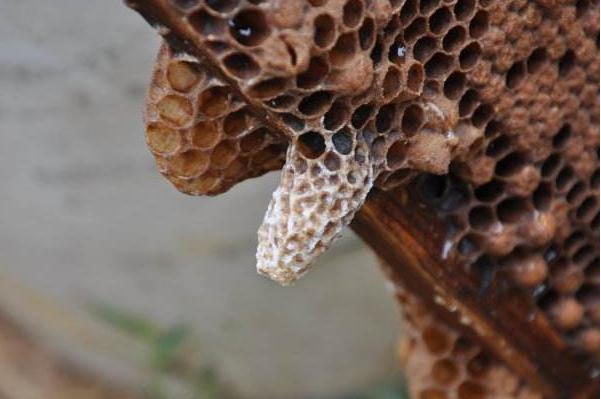 蜜蜂分蜂期,多久检查一次王台正常?巧用蜜蜂习性,记住2个时间