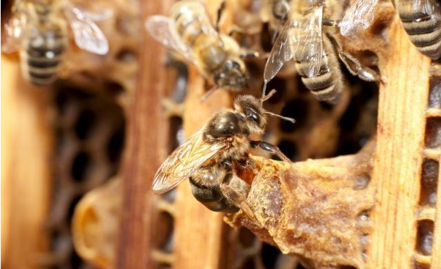 蜜蜂分蜂期,多久检查一次王台正常?巧用蜜蜂习性,记住2个时间