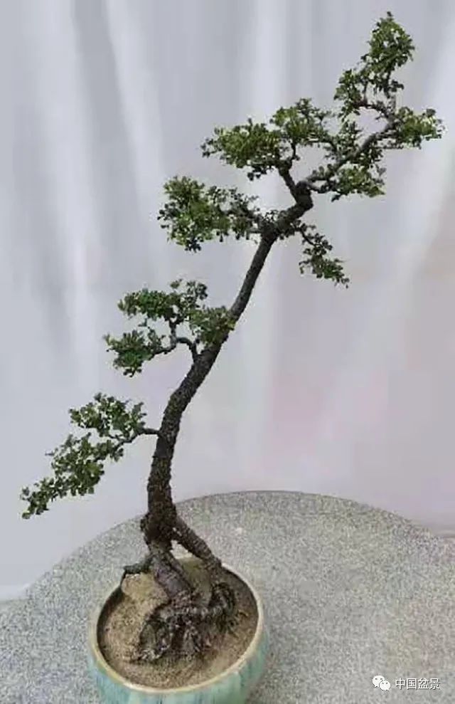 张仟跃: 文人树盆景在心中