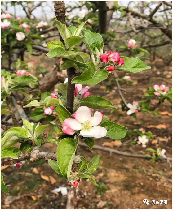 果树开花前和谢花后重点补硼补钙,既能促花促果,又能保花保果