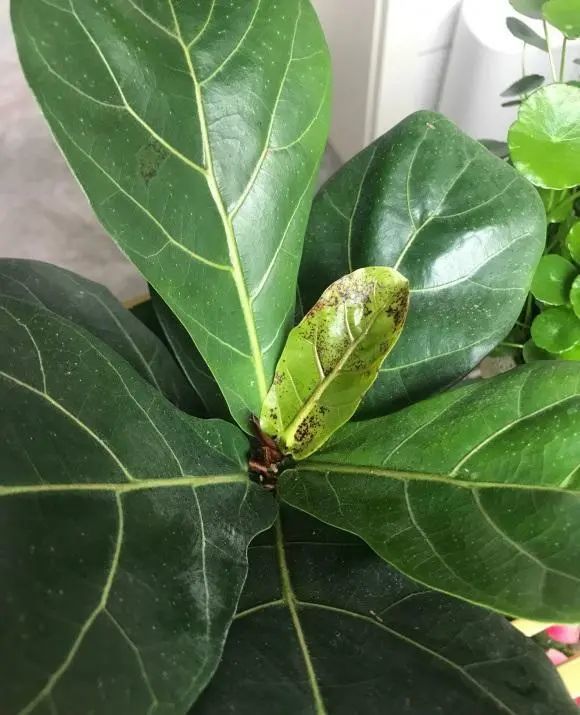 琴叶榕叶子很大,好看不好养,叶子易发黄,日常养护要小心
