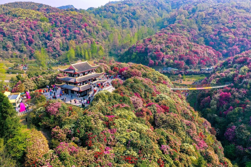 毕节百里杜鹃,还好在盛花期遇见你,不负此行!