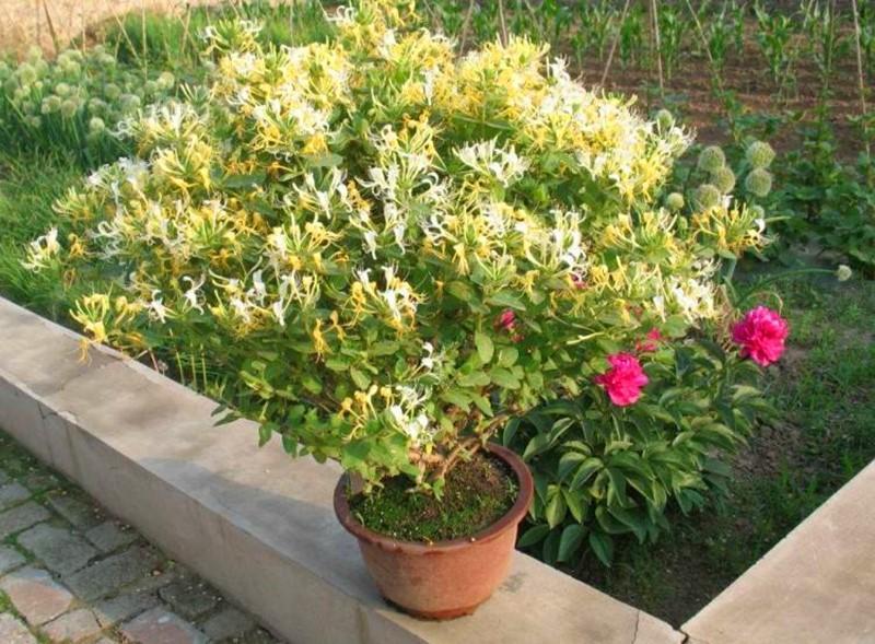 种盆金银花,不仅年年可以饮花茶且养得越久盆景也更值钱