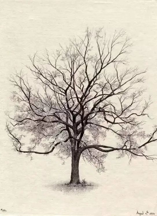 dina brodsky|他把见过的树都画了下来