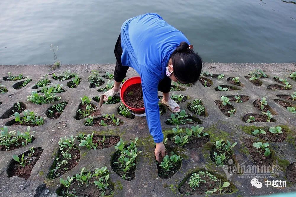 护坡变菜园!河内市民在西湖岸边种菜