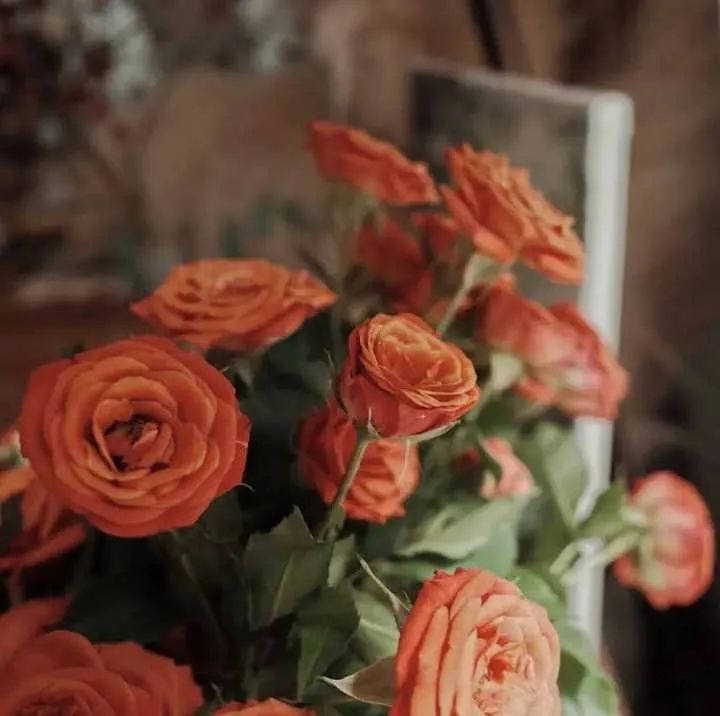 花卉文案|温柔且浪漫至极的玫瑰文案