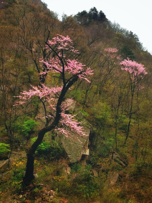 南阳老界岭漫山遍野紫荆花姹紫嫣红惹人醉