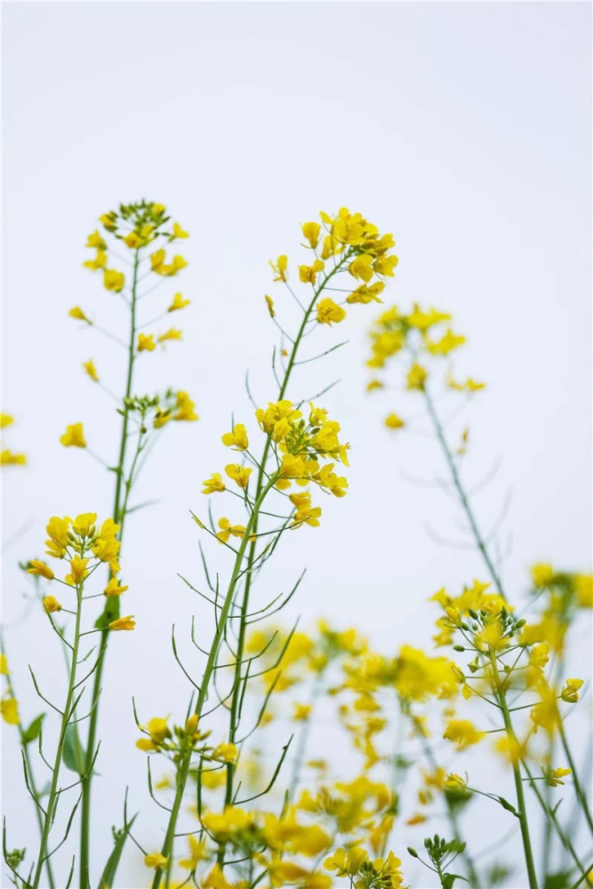 小昆山镇的油菜花