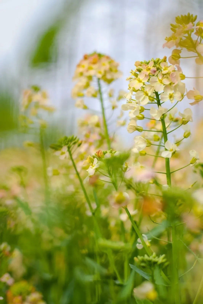 小昆山镇的油菜花