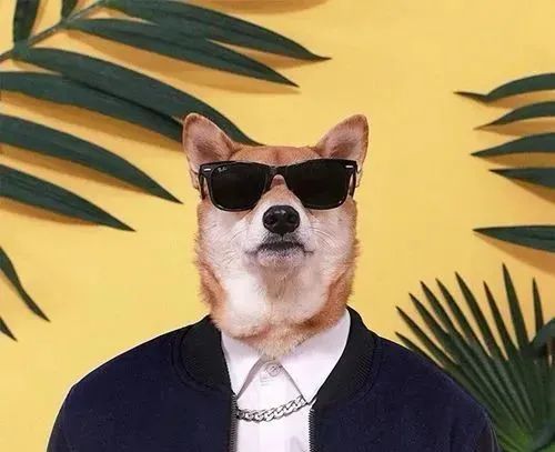 比你男朋友还会穿搭的柴犬你喜欢的样子它都有