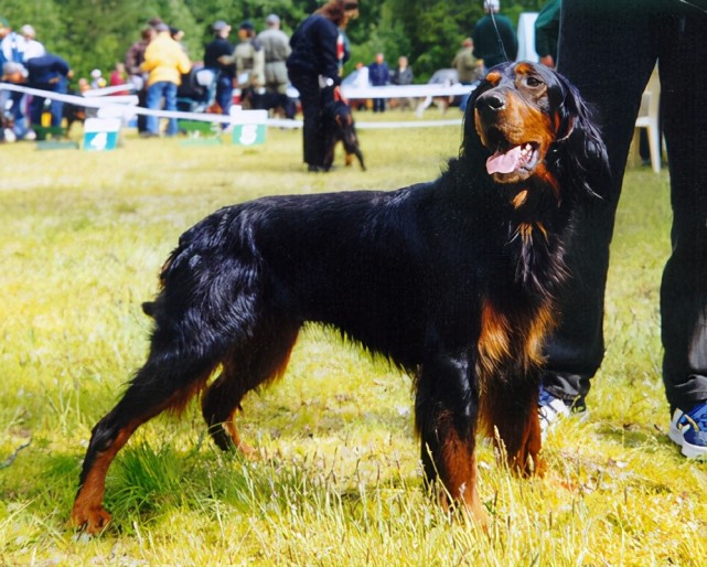 戈登公爵四世十分喜爱这些赛特犬,他在18世纪后期培育了这个品种(戈登