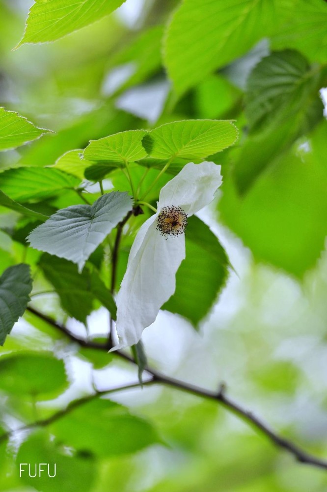 "鸽子花"开