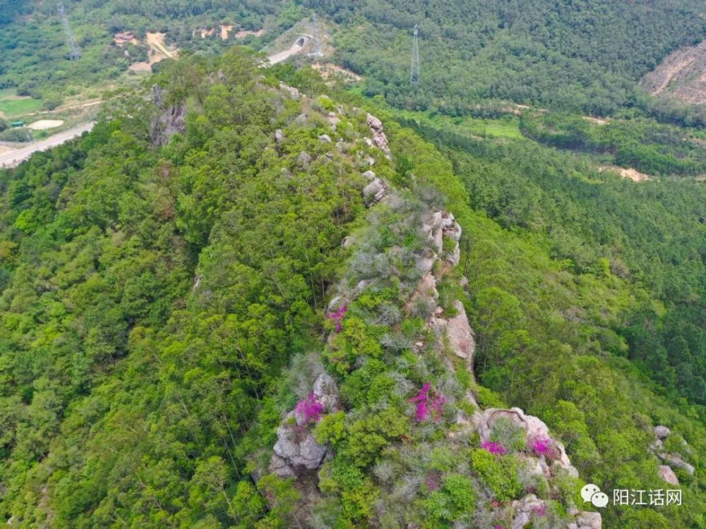 阳江市郊区这座烂头山上插了两面红旗,悬崖峭壁上野花盛开