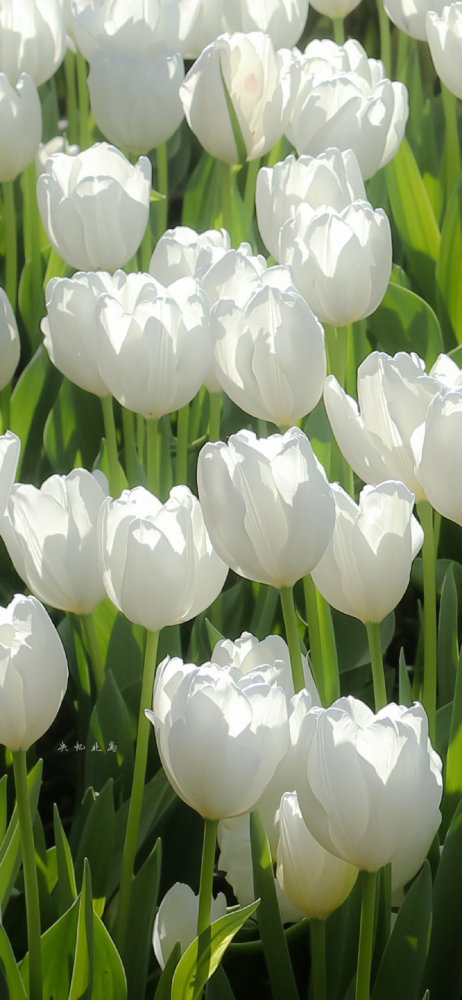 超清壁纸:郁金香花期来袭,爱情也会悄悄来袭