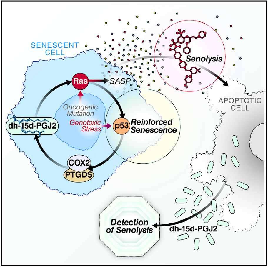 cell子刊:这种最新发现的生物标志物有助于人类对抗衰老