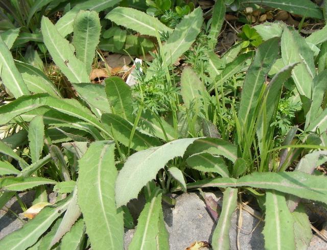 农村常见可治病的野菜,现在已被卖到了近千元,你都吃过吗?
