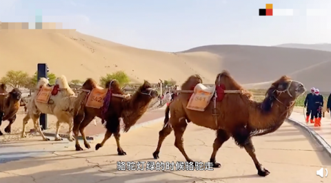 甘肃一景区设骆驼红绿灯:骆驼灯绿骆驼走,行人灯绿行